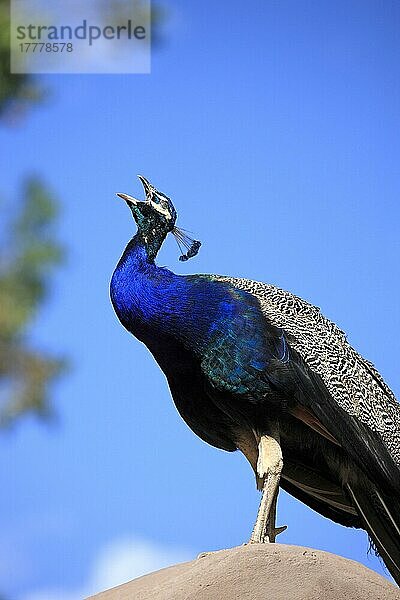 Indischer Pfau (Pavo cristatus)  erwachsenes Männchen ruft  Oudtshoorn  Westkap  Südafrika