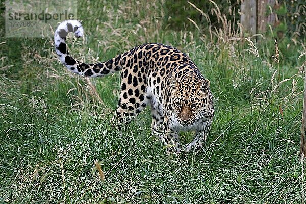 Amurleopard (Panthera pardus orientalis)  erwachsen  pirschend