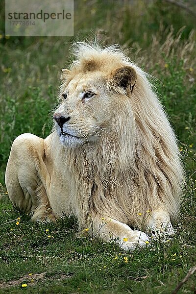 Löwe (Panthera leo)  Weiße Form  erwachsenes Männchen