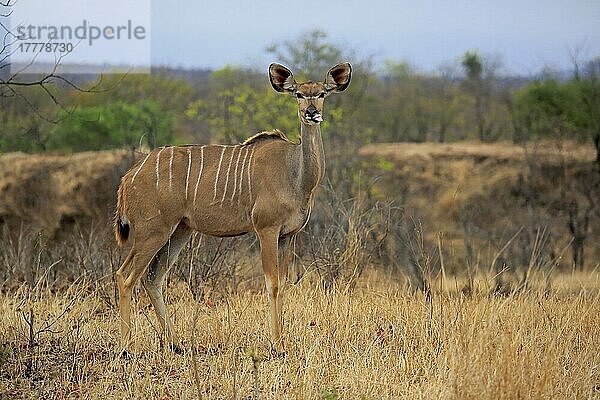 Großer Kudu (Tragelaphus strepsiceros)  erwachsenes Weibchen  Kruger Nationalpark  Südafrika