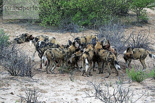 Afrikanischer Wildhund (Lycaon pictus)  Gruppe am Riss  mit Beute  fressend  Rudel  Tswalu Game Reserve  Kalahari  Nordkap  Südafrika
