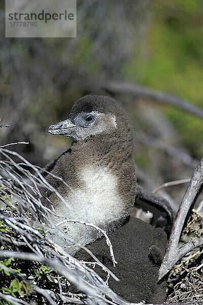 Eselspinguinnischer Pinguin (Spheniscus demersus)  Jungtier im Nest  Stony Point  Betty's Bay  Westkap  Südafrika
