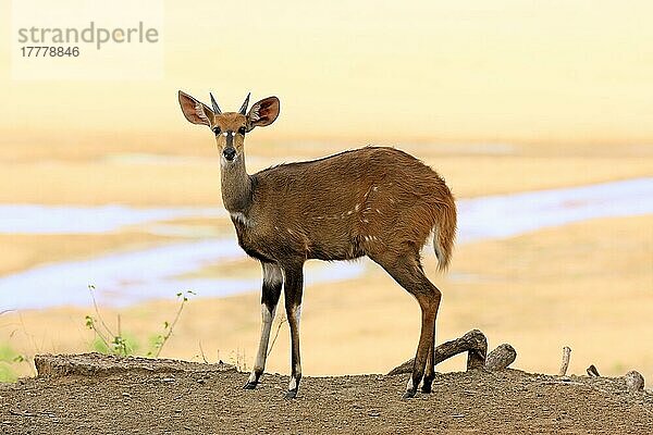 Buschbock  Südafrikanische Schirrantilope (Tragelaphus scriptus sylvaticus)  Jungtier männlich  Krüger Nationalpark  Südafrika