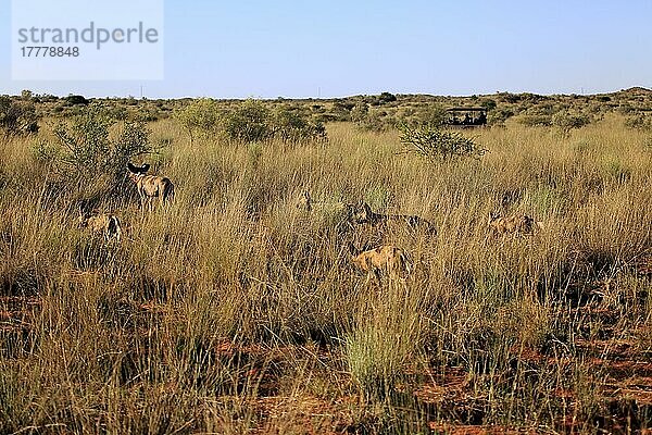 Afrikanischer Wildhund (Lycaon pictus)  adult jagend  laufend  Gruppe  Rudel  Tswalu Game Reserve  Kalahari  Nordkap  Südafrika