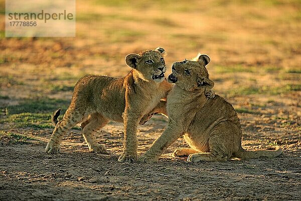 Löwe (Panthera leo)  zwei Jungtiere vier Monate alt spielend  Sozialverhalten  Geschwister  Tswalu Game Reserve  Kalahari  Nordkap  Südafrika