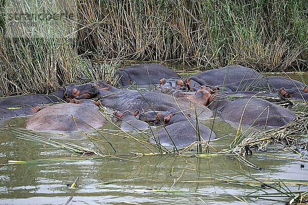 Flusspferd (Hippopotamus amphibius)  Gruppe im Wasser  Saint Lucia Estuary  Isimangaliso Wetland Park  Kwazulu Natal  Südafrika