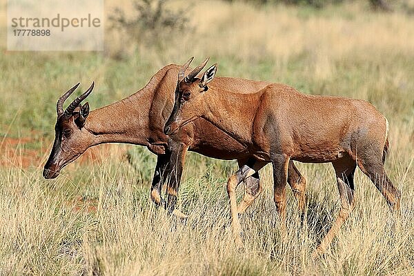 Tsessebe (Damaliscus lunatus)  erwachsenes Paar  Tswalu Wildreservat  Kalahari  Nordkap  Südafrika