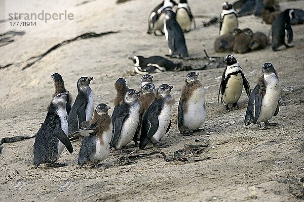 Eselspinguinnischer Pinguin (Spheniscus demersus)  Erwachsener mit Jungtieren  Boulders Beach  Simonstown  Westkap  Südafrika