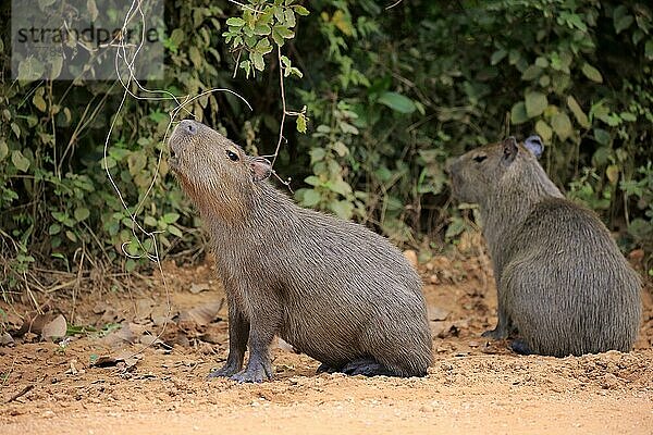 Wasserschwein (Hydrochoerus hydrochaeris)  Geschwister am Ufer  Jungtiere  Pantanal  Mato Grosso  Brasilien  Südamerika