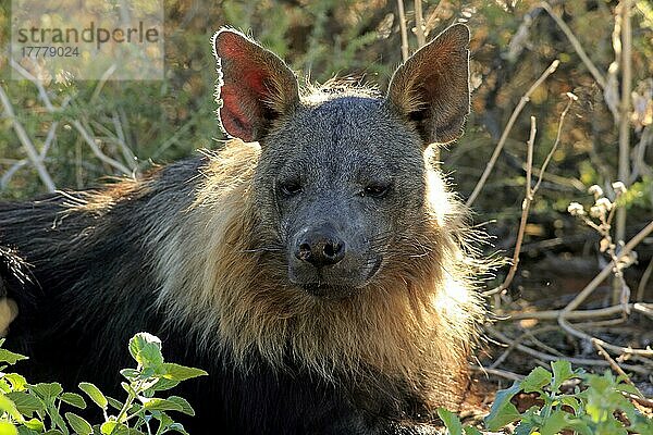 Braune Hyäne (Parahyaena brunnea)  erwachsenes Porträt  Tswalu Wildreservat  Kalahari  Nordkap  Südafrika