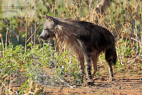 Braune Hyäne (Parahyaena brunnea)  erwachsen  Tswalu Wildreservat  Kalahari  Nordkap  Südafrika