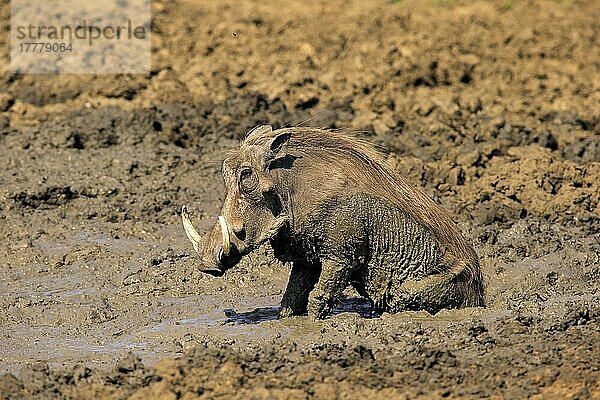 Warzenschwein  adult im Schlammbad  Krüger Nationalpark  Südafrika (Phacochoerus aethiopicus)