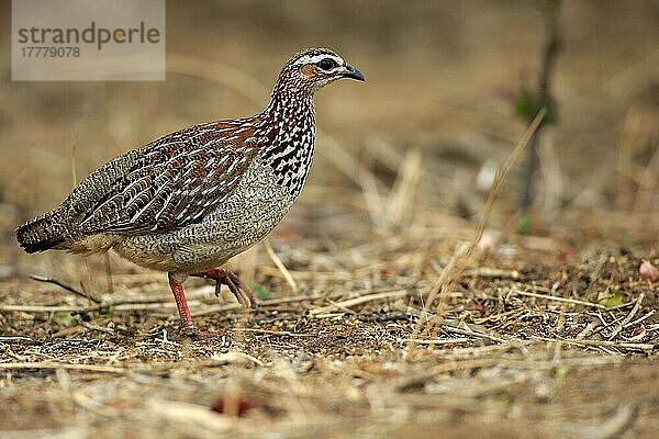 Schopffrankolin (Francolinus sephaena)  erwachsen  Kruger Nationalpark  Südafrika