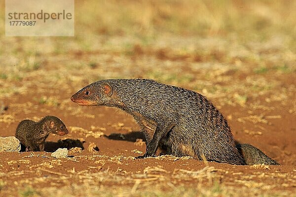 Bindenmanguste (Mungos mungo)  erwachsen mit Jungtier  Krüger Nationalpark  Südafrika