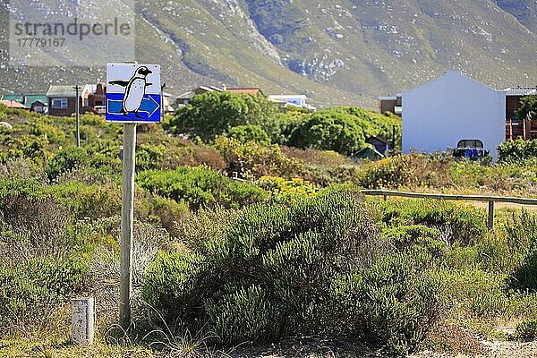 Wegweiser zu Pinguinen  Straßenschild  Richtung Pinguine  Betty's Bay  Westkap  Südafrika
