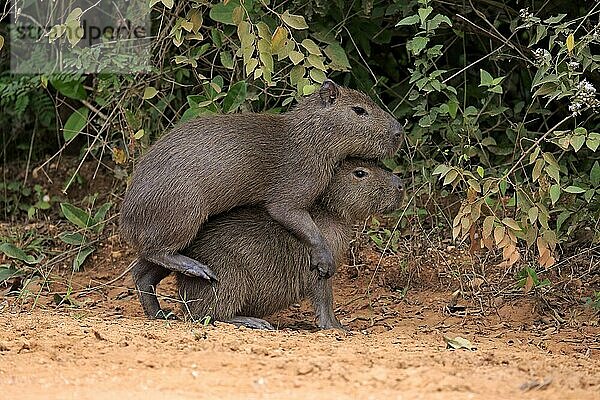 Capybara  Wasserschwein (Hydrochoerus hydrochaeris)  Geschwister an Land  Jungtiere  Sozialverhalten  Pantanal  Mato Grosso  Brasilien  Südamerika