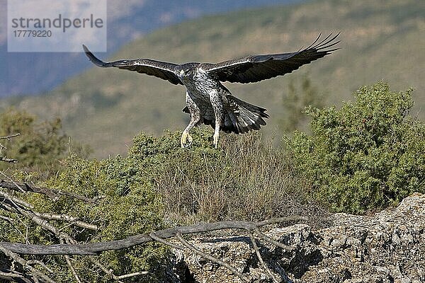 Habichtsadler (Aquila fasciata)  erwachsenes Weibchen  im Flug über Gestrüpp  Aragon  Spanien  November  Europa