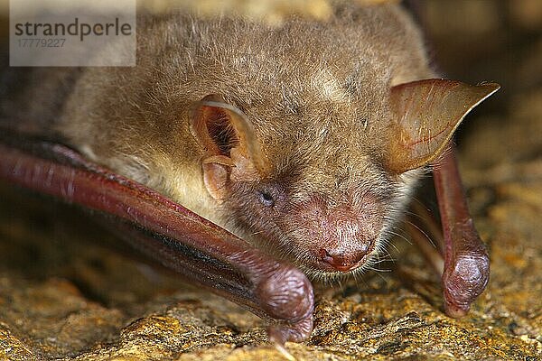 Kleine Mausohrfledermaus (Myotis blythii) adult  rastet in Felsspalte  Italien  Mai  Europa