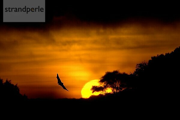 Palmenflughund  Palmenflughunde (Eidolon helvum)  Palmen-Flughund  Fledermäuse  Säugetiere  Tiere  Straw-coloured Fruit Bat adult  in flight  Silhouette at sunrise  Kasanka N. P. Zambia