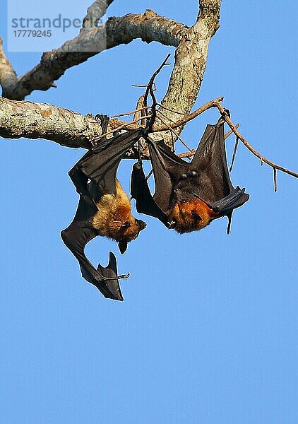 Lyle's Flying Fox (Pteropus lylei) zwei erwachsene Männchen  die tagsüber im Schlafplatz kämpfen  Siem Reap  Kambodscha  Januar  Asien