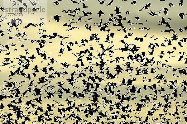 Palmenflughund  Palmenflughunde (Eidolon helvum)  Palmen-Flughund  Fledermäuse  Säugetiere  Tiere  Straw-coloured Fruit Bat flock  in flight at sunset  Kasanka N. P. Zambia