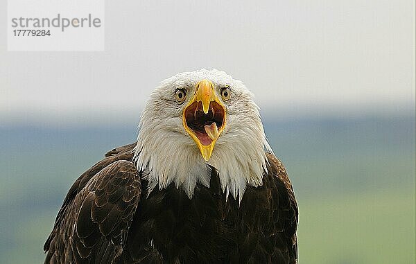 Weißkopfseeadler (Haliaeetus leucocephalus) erwachsen  rufend  Nahaufnahme des Kopfes  in Gefangenschaft