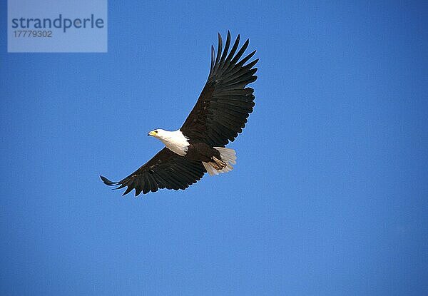 Schreiseeadler (Haliaeetus vocifer)  Adler  Greifvögel  Tiere  Vögeln Fish Eagle Flying  Lake Baringo  Kenya
