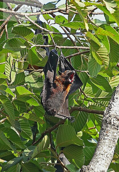 Lyle's Flying Fox (Pteropus lylei)  erwachsenes Weibchen  gähnend  hängt tagsüber am Schlafplatz  Siem Reap  Kambodscha  Januar  Asien