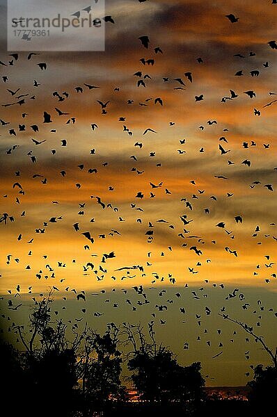 Palmenflughund  Palmenflughunde (Eidolon helvum)  Palmen-Flughund  Fledermäuse  Säugetiere  Tiere  Straw-coloured Fruit Bat flock  in flight  Silhouette at sunset  Kasanka N. P. Zambia