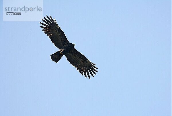 Schwarzer Adler (Ictinaetus malayensis) erwachsen  im Flug  Nepal  Januar  Asien