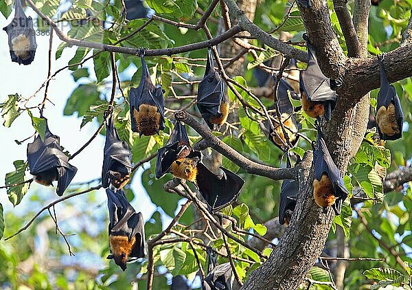 Lyle's Flying Fox (Pteropus lylei) Erwachsene  Gruppe hängt tagsüber am Schlafplatz  Siem Reap  Kambodscha  Januar  Asien