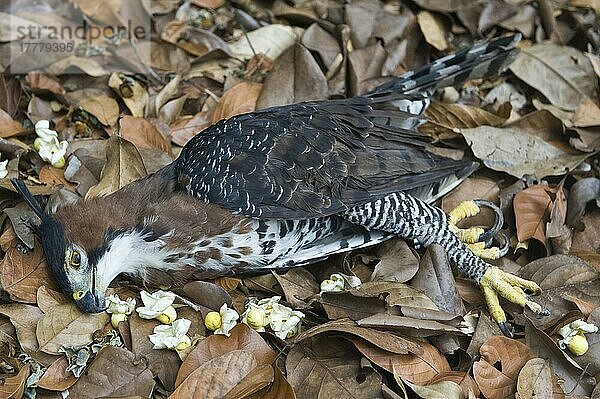 Verzierter Habichtsadler (Spizaetus ornatus) erwachsen  tot  Verkehrsopfer auf Waldboden  Iwokrama-Regenwald  Schild von Guyana  Guyana  Oktober  Südamerika