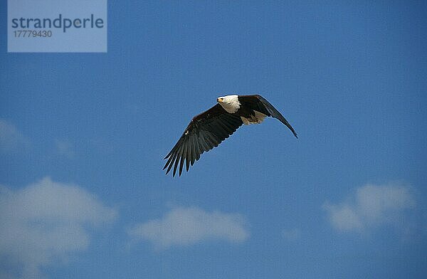 Schreiseeadler (Haliaeetus vocifer)  Adler  Greifvögel  Tiere  Vögeln Fish Eagle Flying