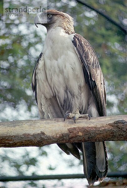 Affenfressender Adler (Pithecophaga jefferyi)  erwachsen  auf einem Ast sitzend