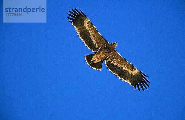 nipalensis  Steppenadler (Aquila nipalensis) (Aquila rapax)  Adler  Greifvögel  Tiere  Vögel  Steppe Eagle juvenile in flight  Oman  Asien