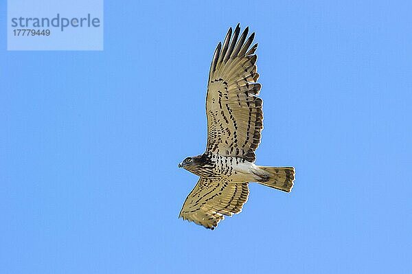 Kurzzehenadler (Circaetus gallicus) erwachsen  im Flug  während der Frühjahrswanderung  Italien  März  Europa