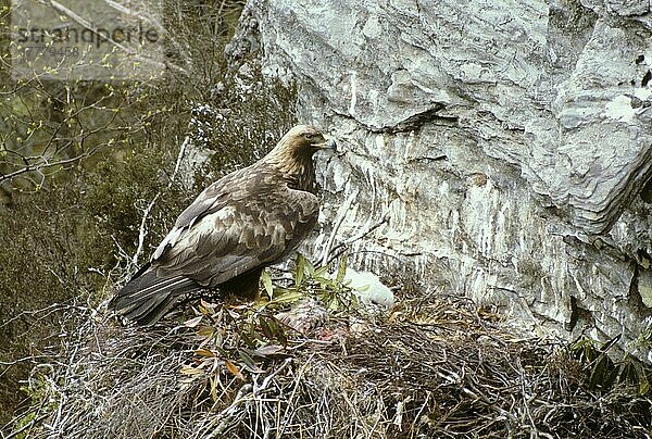 Steinadler (Aquila chrysaetos) Erwachsener am Horst mit Jungtieren