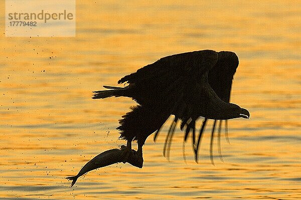 Seeadler (Haliaeetus albicilla) adult  im Flug  mit Fischen in Krallen  Silhouette bei Sonnenuntergang  Flatanger  Norwegen  Juli  Europa