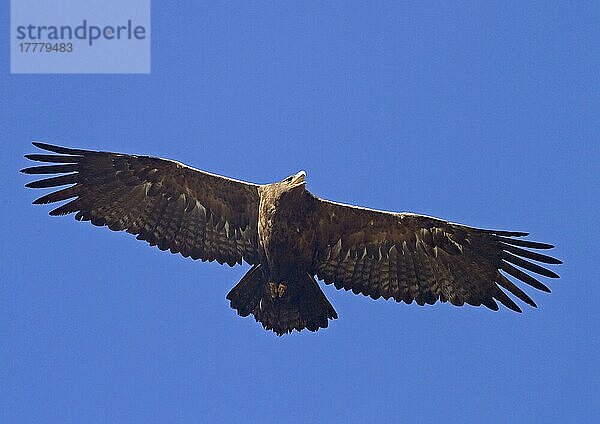 Steppenadler (Aquila nipalensis) erwachsen  im Flug  rufend  Nordindien  Januar