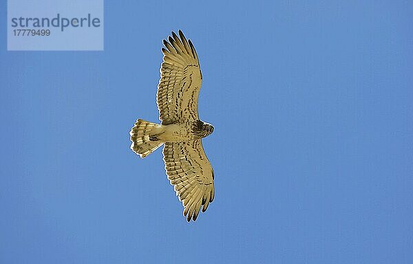 Kurzzehenadler (Circaetus gallicus) erwachsen  im Flug  Spanien  Europa