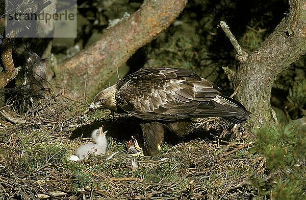 Steinadler (Aquila chrysaetos) Weibliches Futterküken  Nest in Kiefer  Schottland  Großbritannien  Europa