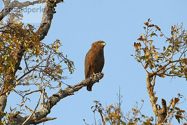 Western Banded Snake-eagle (Circaetus cinerascens) adult  im Baum sitzend  South Luangwa N. P. Sambia