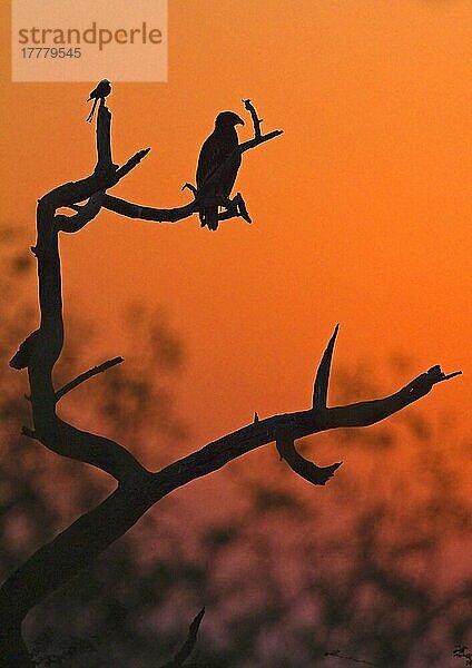 Großer Zwergadler (Aquila clanga) und Schwarzer Drongo (Dicrurus macrocercus) auf Zweigen sitzend  Silhouette bei Sonnenuntergang  Nordindien  Januar