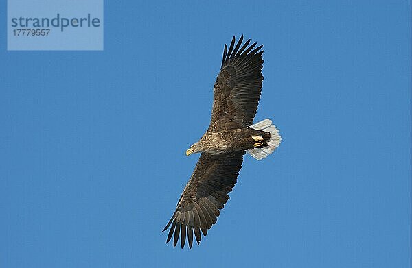 Weissschwanz-Seeadler (Haliaetus albicilla) Im Flug  Blauer Himmel  Hokkaido  Japan  Asien