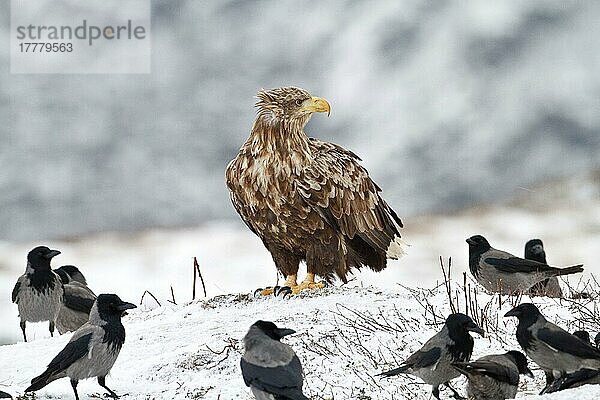 Erwachsener Seeadler (Haliaeetus albicilla)  stehend auf Schnee  umgeben von einer Schar der Nebelkrähe (Corvus corone cornix)  Flatanger  Norwegen  Februar  Europa