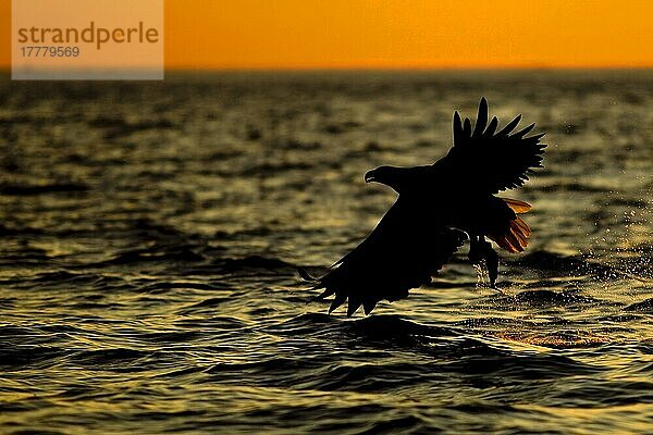 Seeadler (Haliaeetus albicilla) adult  im Flug  mit Fischen in Krallen  Fischen im Meer  Silhouette bei Sonnenuntergang  Flatanger  Norwegen  August  Europa