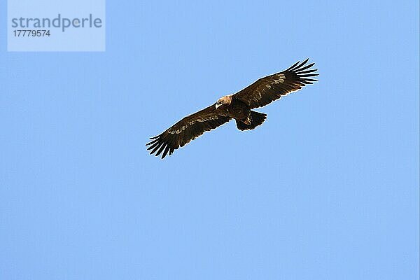 nipalensis  Steppenadler (Aquila nipalensis) (Aquila rapax)  Adler  Greifvögel  Tiere  Vögel  Steppe Eagle immature  in flight  Nepal  january  Asien