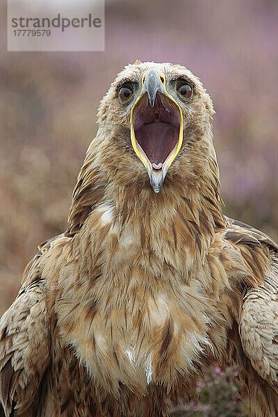 Steinadler (Aquila chrysaetos) x Steppenadler (Aquila nipalensis) Hybride  Falkenvogel  erwachsen  Heidemoorgebiet aufsuchend  North Yorkshire  England  August (in Gefangenschaft)