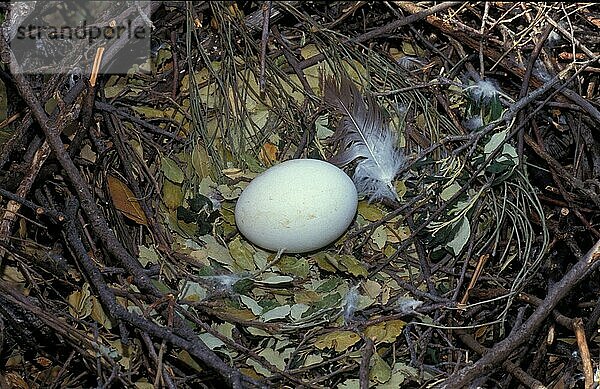 Schlangenadler (Circaetus gallicus)  Adler  Greifvögel  Tiere  Vögel  Short-toed Eagle egg in nest