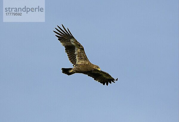 nipalensis  Steppenadler (Aquila nipalensis) (Aquila rapax)  Adler  Greifvögel  Tiere  Vögel  Steppe Eagle adult  in flight  Masai Mara  Kenya